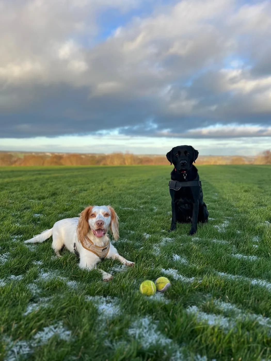 Benji and Doug, the Harrison Landscaping team dogs, sitting together in a grassy field