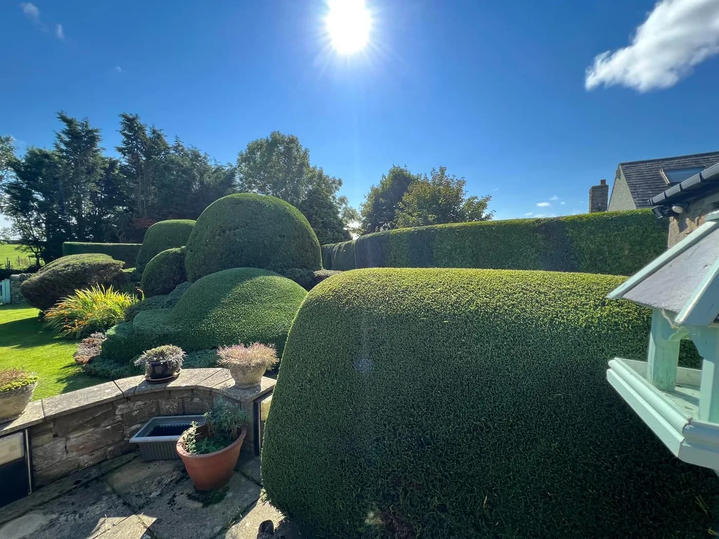 Trimmed topiary hedge and a bird table beside a stone patio wall