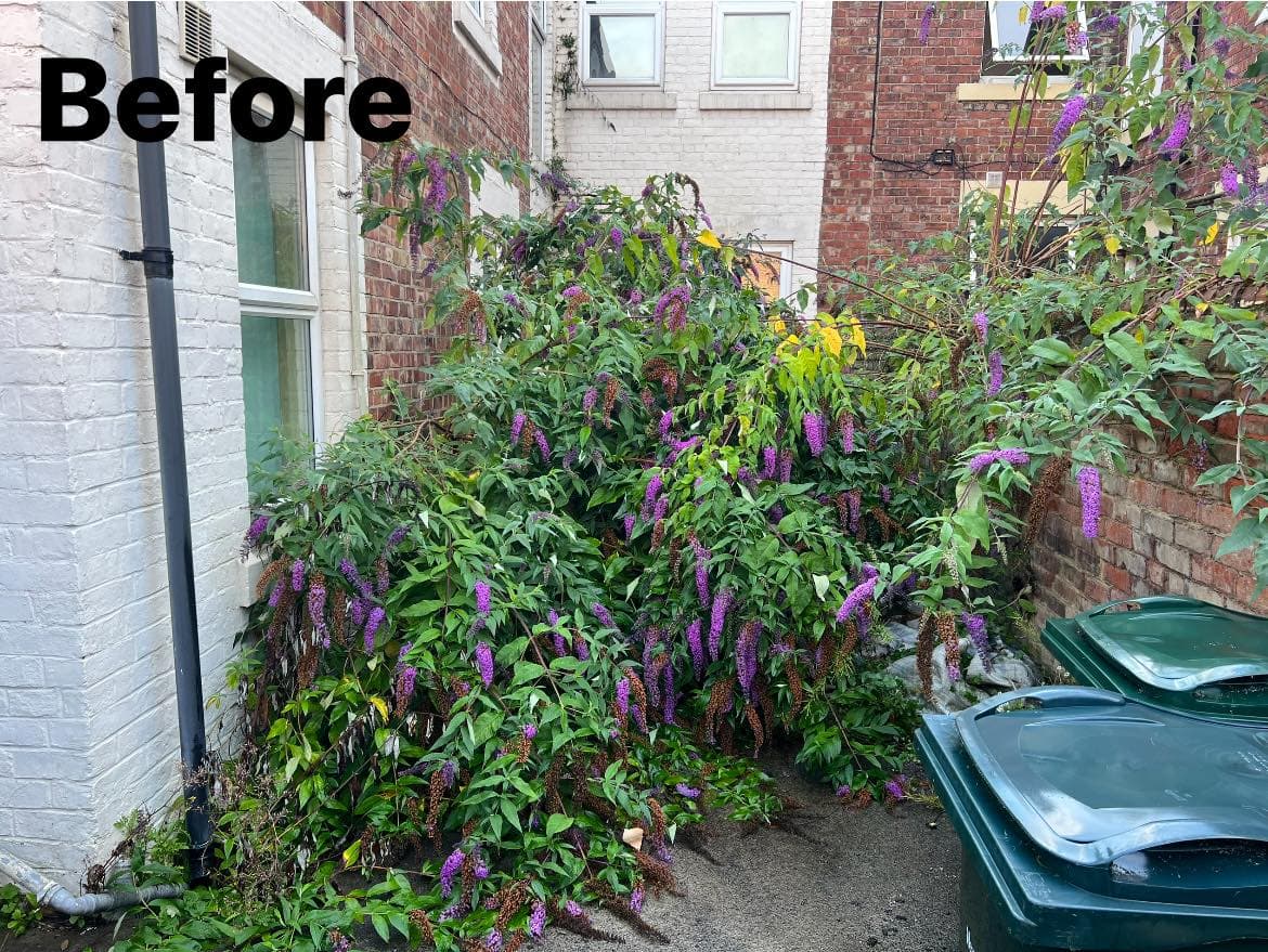 Before: side yard overgrown with buddleia and weeds beside a white-painted house and wheelie bin