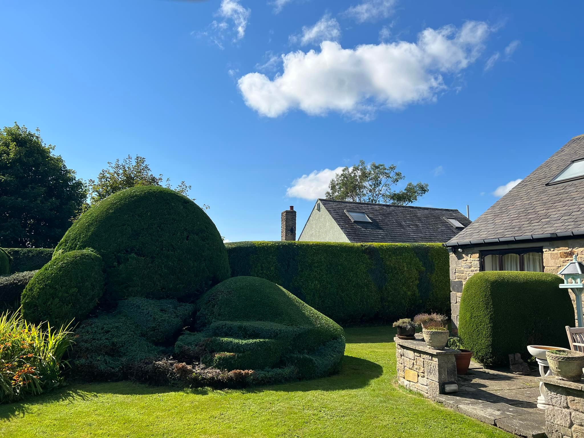 Hedge Trimming & Shaping