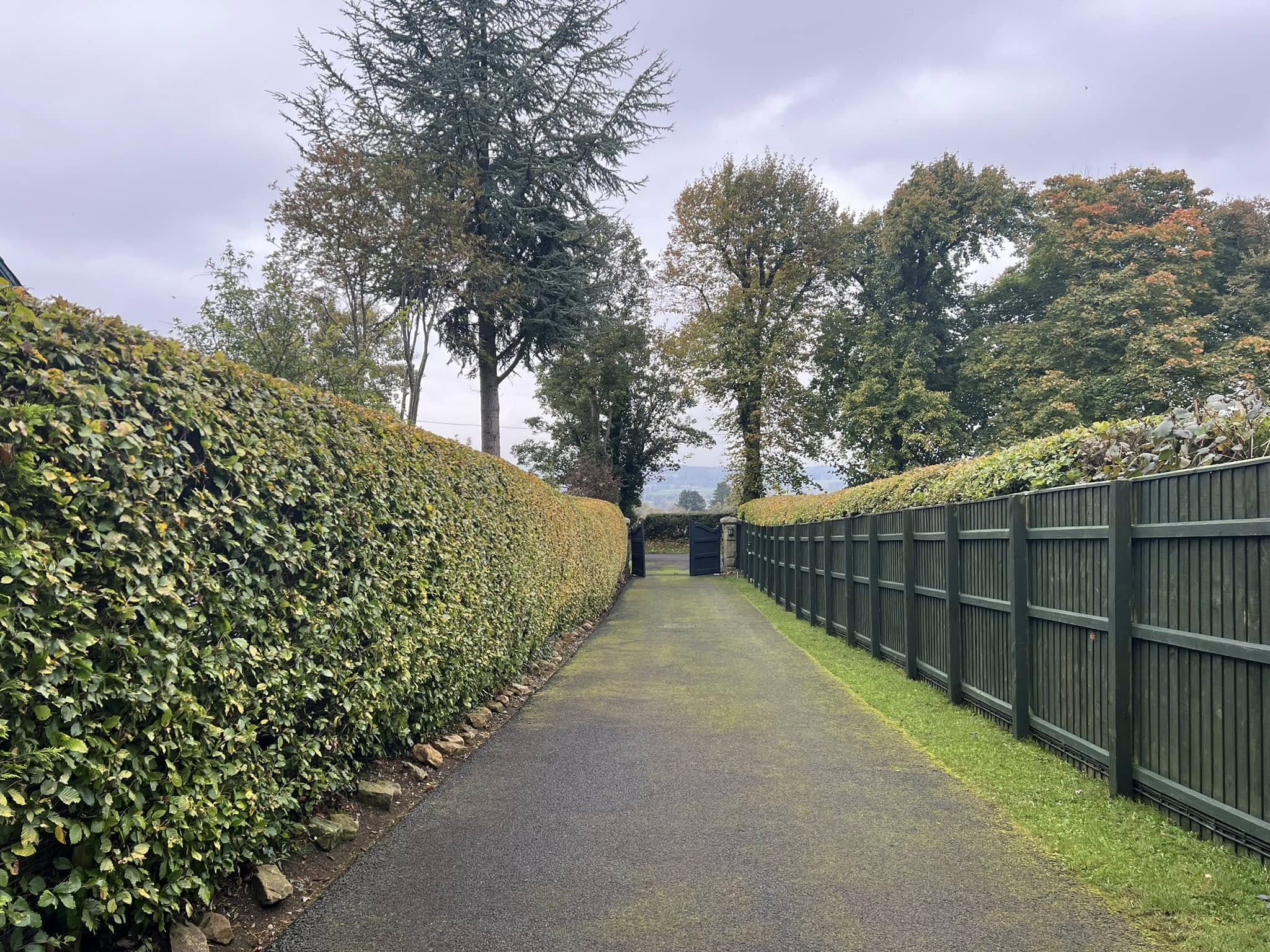 Hedge Trimming & Shaping